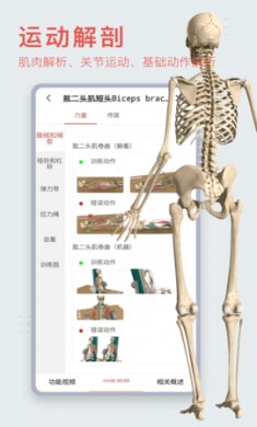 3DBODY解剖下载3